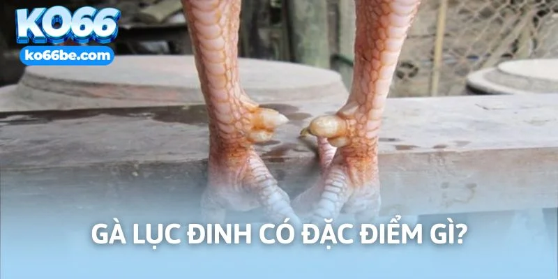 Nắm rõ đặc điểm xác định đúng giống quý