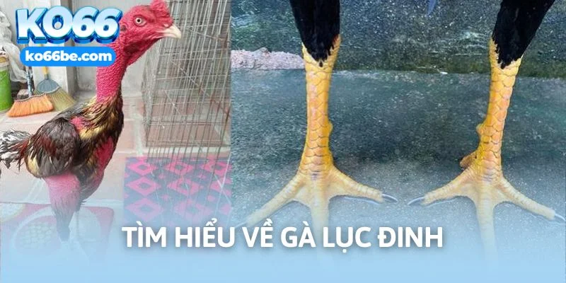 Gà lục đinh là chủng loại gì?